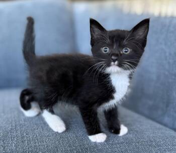 Hurricane -  Domestic Short Hair Cat for Adoption in Fruit Heights, Utah - Hurricane | PetCurious