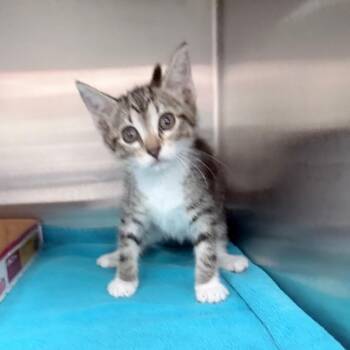 Domestic Short Hair Cats Available for Adoption in Jupiter, Florida - Little Turnip | PetCurious