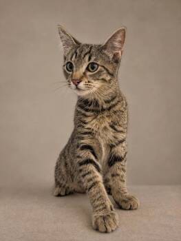 32102 -  Domestic Short Hair Cat for Adoption in Austin, Texas - 32102 | PetCurious