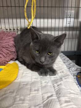 Misty -  Domestic Short Hair and Russian Blue Cat for Adoption in White Bluff, Tennessee - Misty | PetCurious