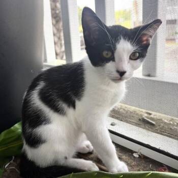 Lark -  Domestic Short Hair Cat for Adoption in Panama City, Florida - Lark | PetCurious