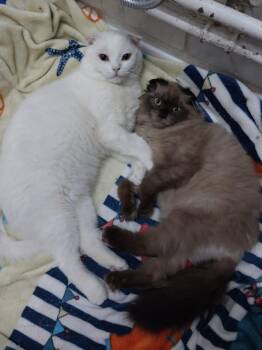 Fux & Blanco (Scottish Folds) -  Scottish Fold Cat for Adoption in Fairfax, Virginia - Fux & Blanco (Scottish Folds) | PetCurious