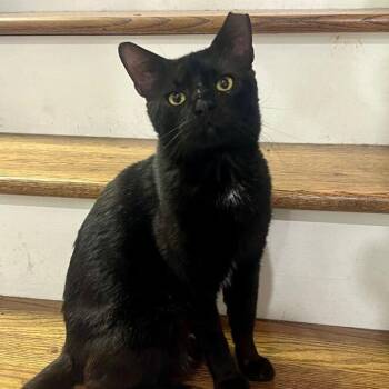 Domestic Short Hair Cats Available for Adoption in Buffalo, New York - Chippy | PetCurious