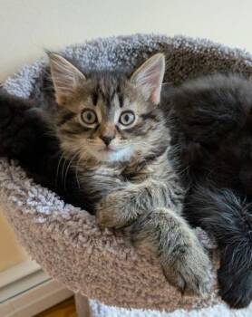 Hank the Tank -  Domestic Short Hair Cat Available for Adoption in Lowell, Massachusetts - Hank The Tank | PetCurious