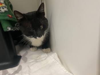 TYSON -  Domestic Short Hair Cat for Adoption in Ontario, California - TYSON | PetCurious