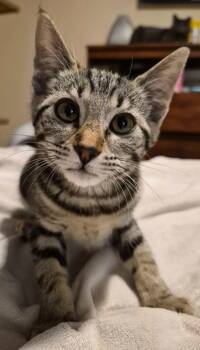 Nina -  Domestic Short Hair Cat for Adoption in Buford, Georgia - Nina | PetCurious