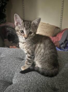 Meeko -  Domestic Short Hair Cat for Adoption in Little Rock, Arkansas - Meeko | PetCurious