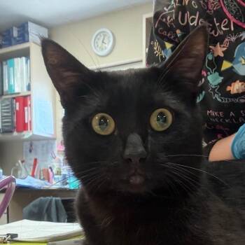 Bruce - In Foster! -  Domestic Short Hair Cat for Adoption in Flagstaff, Arizona - Bruce - In Foster! | PetCurious