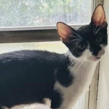 Shnoze -  Domestic Short Hair Cat for Adoption in Warr Acres, Oklahoma - Shnoze | PetCurious