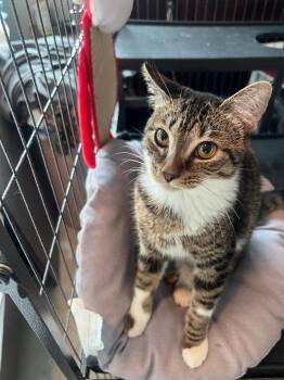 Rescue Domestic Short Hair Cats for Adoption in Boca Raton, Florida - Flower | PetCurious