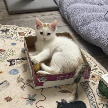 Pearl -  Domestic Short Hair Cat for Adoption in Blaine, Minnesota - Pearl | PetCurious