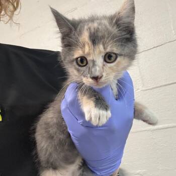Patches -  Domestic Short Hair Cat Available for Adoption in Clanton, Alabama - Patches | PetCurious