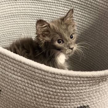 MIRAGE -  Domestic Long Hair Cat for Adoption in Graham, Washington - MIRAGE | PetCurious