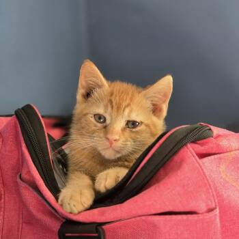 Kettle -  Domestic Short Hair Cat for Adoption - Kettle | PetCurious