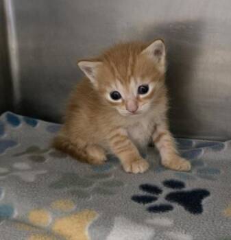 Sydney -  Domestic Short Hair Cat for Adoption in Gainesville, Florida - Sydney | PetCurious