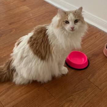 Ragdoll Cats Available for Adoption - Thumper | PetCurious