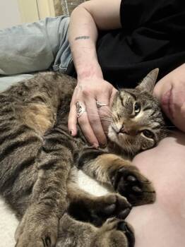 Domestic Short Hair Cats Available for Adoption - Roger | PetCurious