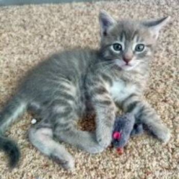 Domestic Short Hair Cats Available for Adoption - Stone | PetCurious