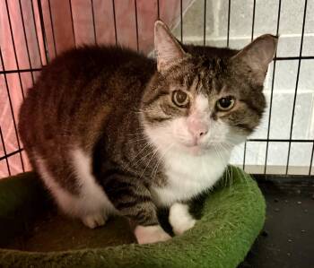 Rescue Domestic Short Hair Cats for Adoption in Mauldin, South Carolina - Seamus | PetCurious