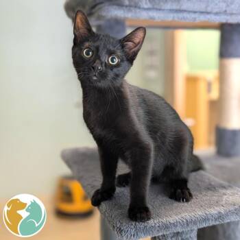 Chippy Dippy Dopy Dup -  Domestic Short Hair Cat for Adoption in Toledo, Ohio - Chippy Dippy Dopy Dup | PetCurious