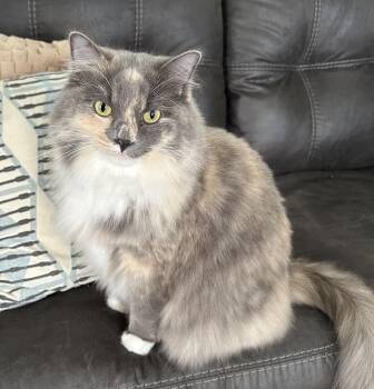 Jade -  Domestic Medium Hair Cat Available for Adoption in Wilmington, North Carolina - Jade | PetCurious