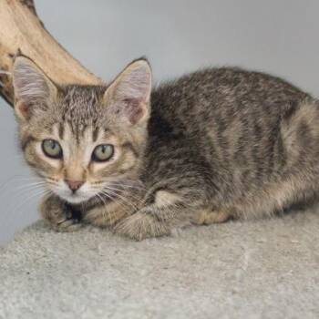 Lefse -  Domestic Short Hair Cat for Adoption in Verona, Wisconsin - Lefse | PetCurious