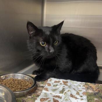 Jingles -  Domestic Short Hair Cat for Adoption in Indianapolis, Indiana - Jingles | PetCurious