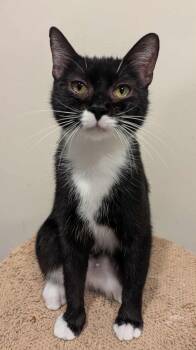 Rescue Domestic Short Hair Cats for Adoption in New Baltimore, Michigan - Gabby | PetCurious