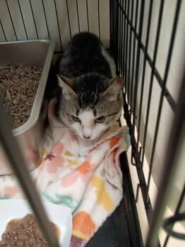 Prudy -  Domestic Short Hair Cat for Adoption in Waverly, New York - Prudy | PetCurious