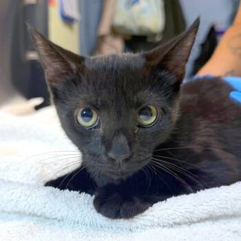 Rebecca -  Domestic Short Hair Cat for Adoption in Providence, Rhode Island - Rebecca | PetCurious