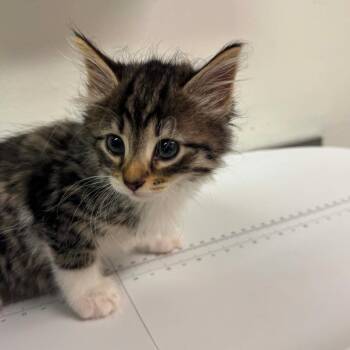 Ashley -  Domestic Long Hair Cat for Adoption in Charleston, West Virginia - Ashley | PetCurious