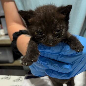 Ouiji -  Domestic Short Hair Cat for Adoption in Milton, Florida - Ouiji | PetCurious