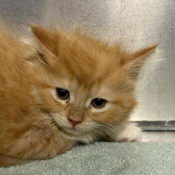 Domestic Short Hair Cats Available for Adoption in Martinsville, Virginia - Margarita | PetCurious