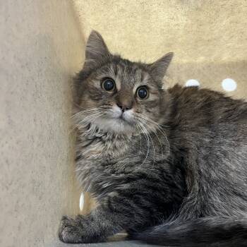 Rescue Domestic Medium Hair Cats for Adoption in Lyndhurst, Virginia - SVAS-Stray-37846 | PetCurious