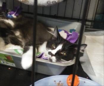 Guacamole -  Domestic Long Hair Cat for Adoption in PORT WENTWRTH, Georgia - Guacamole | PetCurious