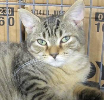 Bonnie -  Tabby and Domestic Short Hair Cat for Adoption in Richmond, Virginia - Bonnie | PetCurious