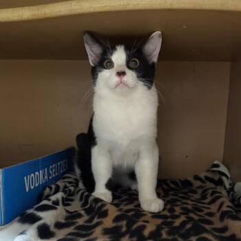 Wilbur -  Domestic Short Hair Cat for Adoption in Madisonville, Kentucky - Wilbur | PetCurious