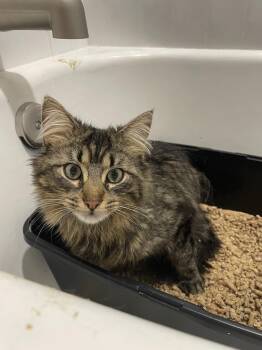 Jake -  Maine Coon and Domestic Long Hair Cat for Adoption in Chicago, Illinois - Jake | PetCurious