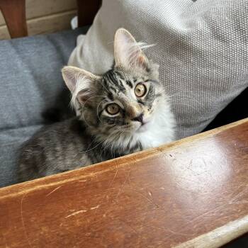 Flash -  Domestic Long Hair Cat for Adoption in Neenah, Wisconsin - Flash | PetCurious