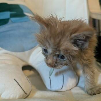 Mandarin Orange(grey) -  Domestic Short Hair Cat for Adoption in Winston-salem, North Carolina - Mandarin Orange(grey) | PetCurious