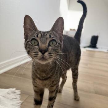 Tootie (Mom) -  Domestic Short Hair Cat for Adoption in Baytown, Texas - Tootie (Mom) | PetCurious