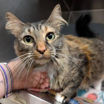 Mystique -  Domestic Medium Hair Cat for Adoption in Titusville, Florida - Mystique | PetCurious