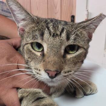 Fischer -  Domestic Short Hair Cat for Adoption in Leander, Texas - Fischer | PetCurious