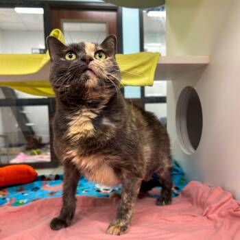 Pepper -  Domestic Long Hair Cat for Adoption in West Palm Beach, Florida - Pepper | PetCurious