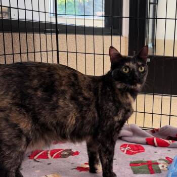 Domestic Short Hair Cats Available for Adoption in Riverwoods, Illinois - Kitty | PetCurious