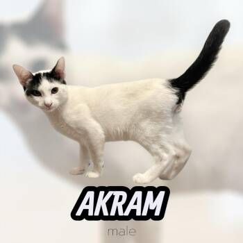 Rescue Domestic Short Hair Cats for Adoption in Burnaby, British Columbia - Akram | PetCurious