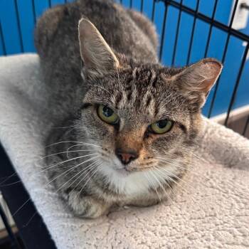 Hayley -  Domestic Short Hair Cat for Adoption in Marion, Virginia - Hayley | PetCurious