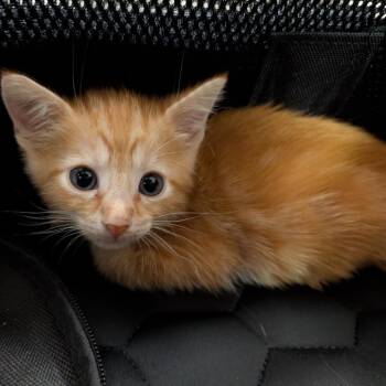 pea 2 -  Domestic Short Hair Cat for Adoption in Titusville, Florida - Pea 2 | PetCurious