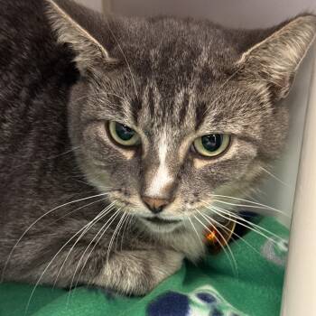 Poppy -  Domestic Short Hair Cat for Adoption in Lansing, Michigan - Poppy | PetCurious