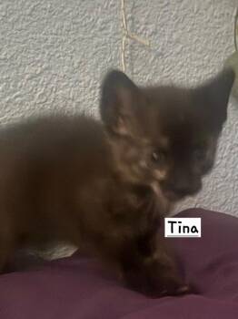 Domestic Short Hair Cats Available for Adoption in Calimesa, California - Tina | PetCurious